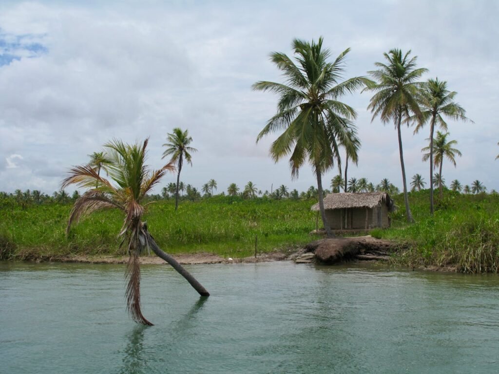 Peaceful tropical scene with palm trees and a hut by a body of water in Southeast Brazil.