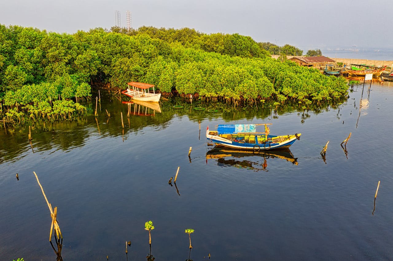 Colorful traditional boats floating in a serene Jakarta mangrove lake setting.