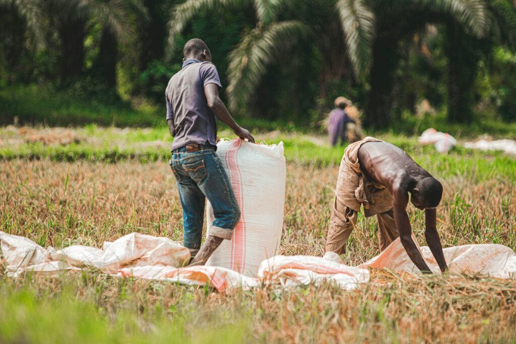 Two men harvesting rice in a lush green field, vibrant and hardworking scene.