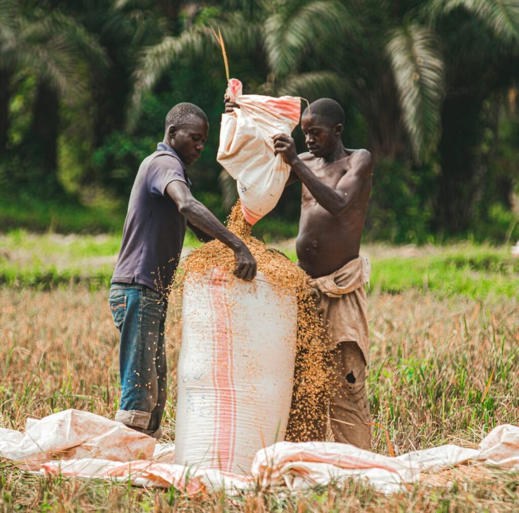 Two farmers packing rice in sacks during harvest season in rural Africa.